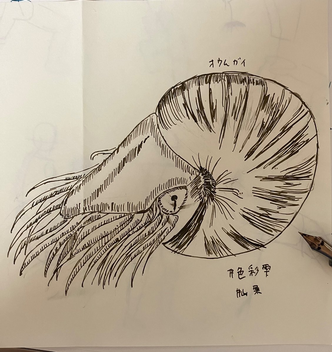 オウムガイのイラスト