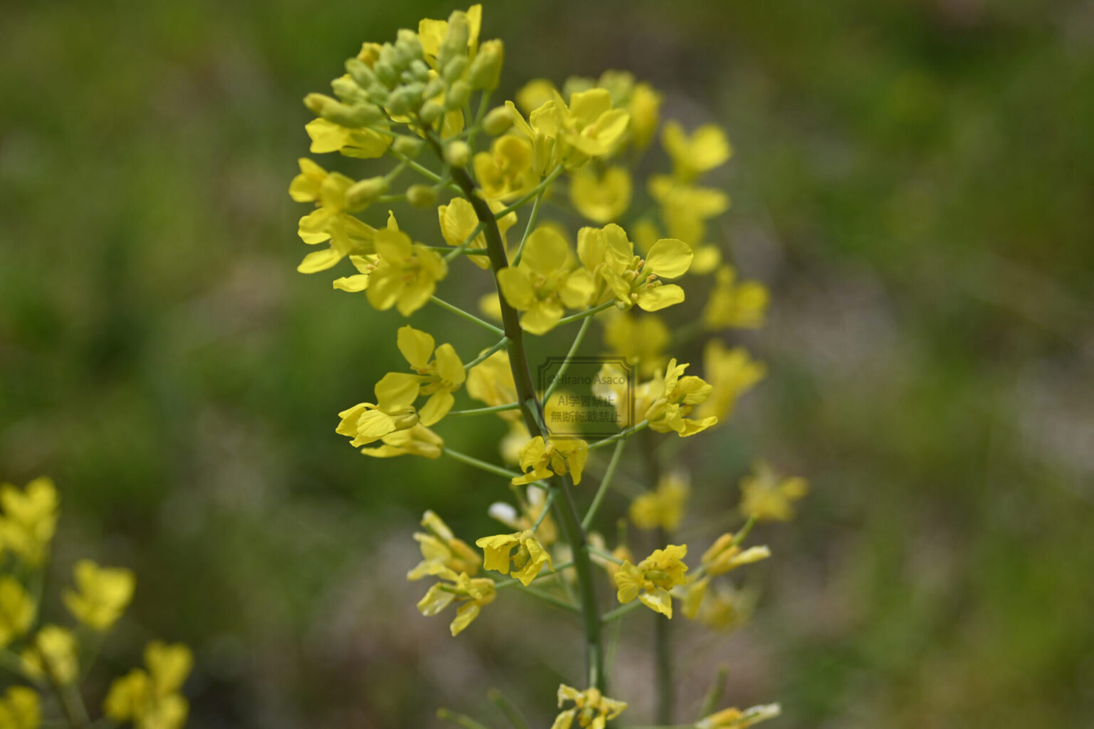 菜の花に近寄って(70mm)