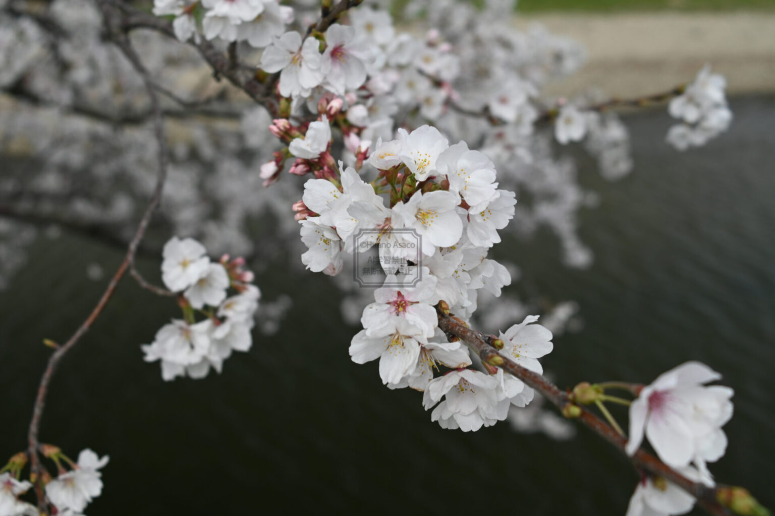 風が強く、ピントを合わせるのは大変だ。(50mm)