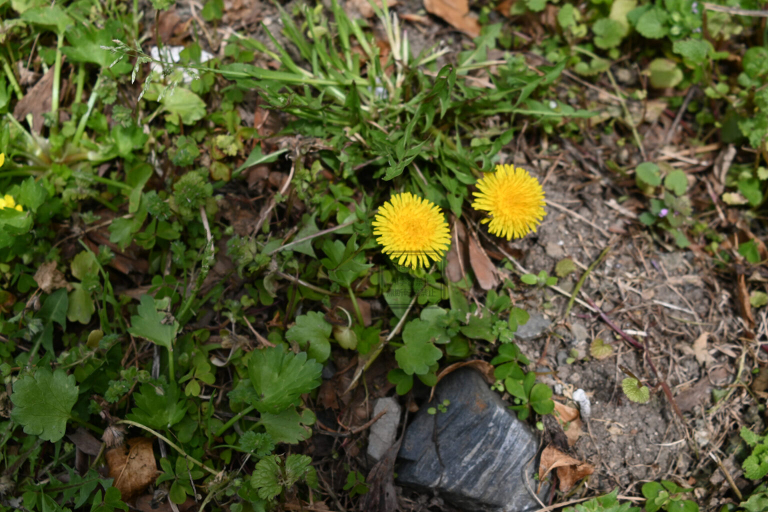 タンポポ。ピントがずれてるけど。(35mm)
