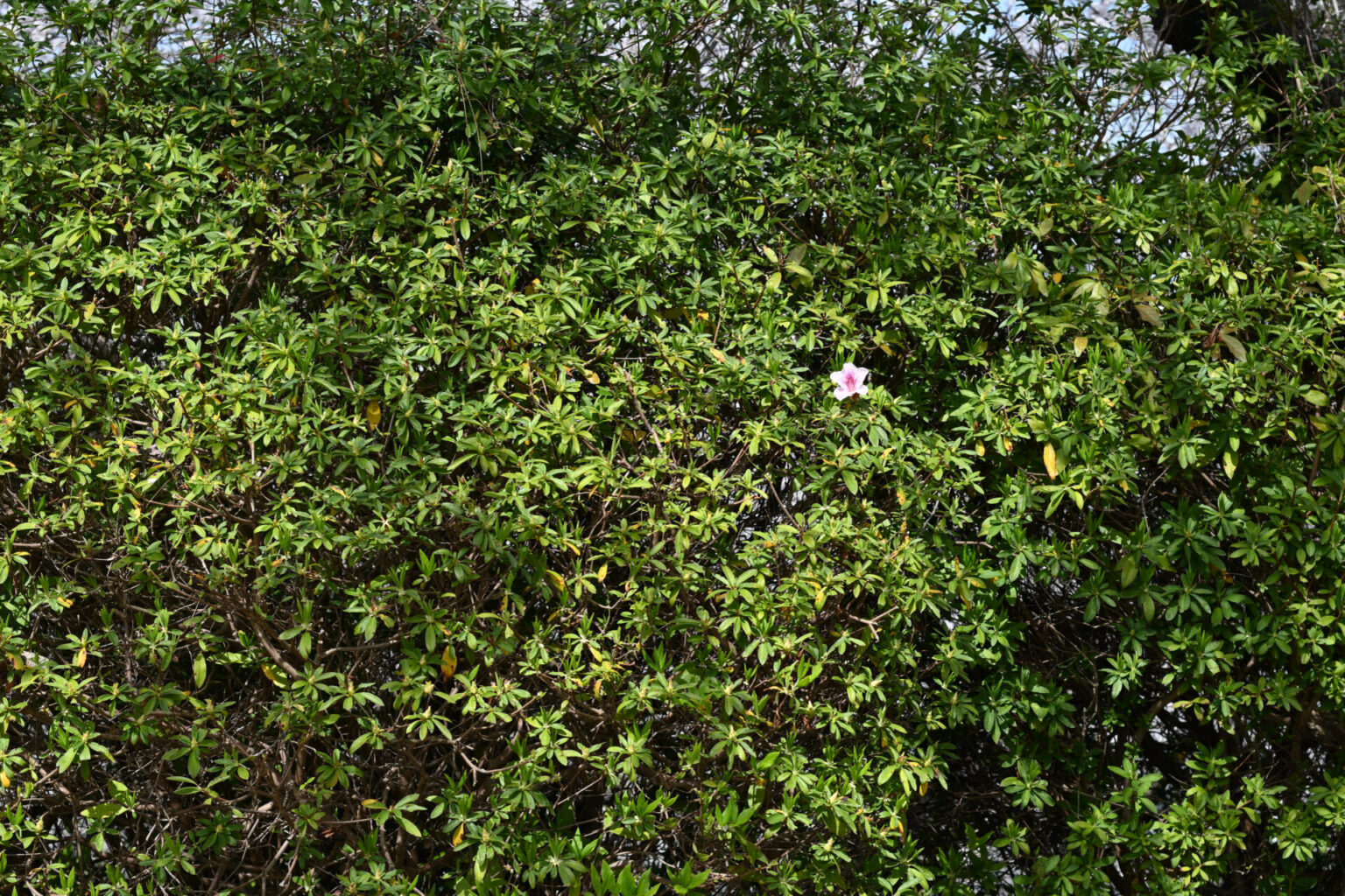 笹山公園のつつじ