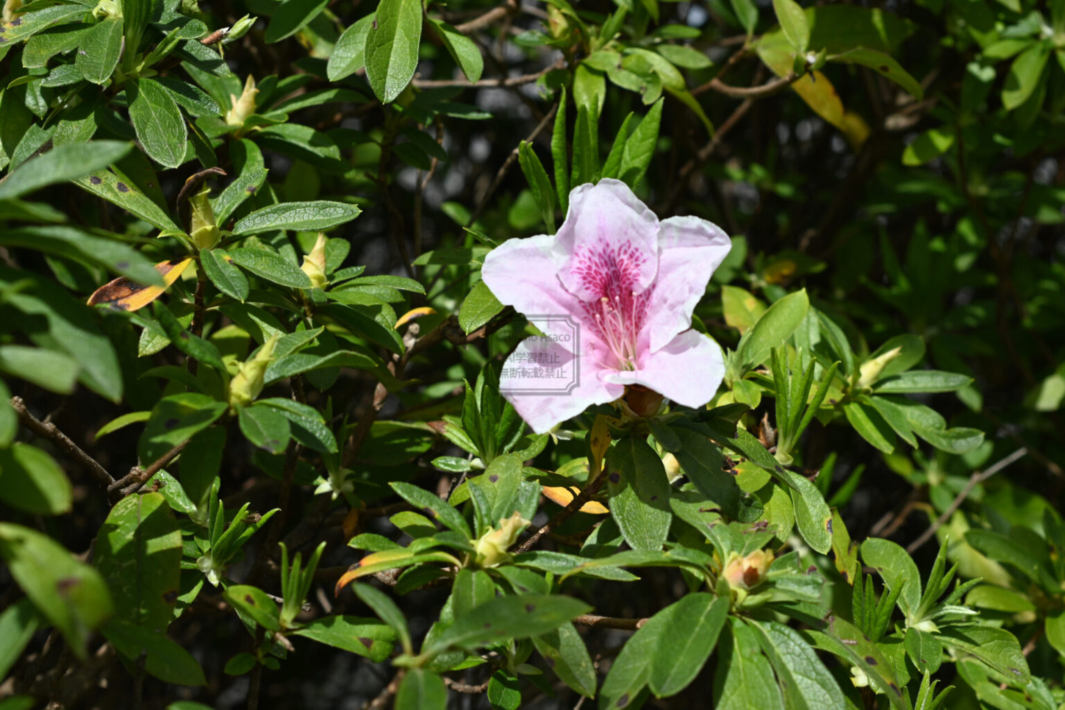 笹山公園のつつじによってみる