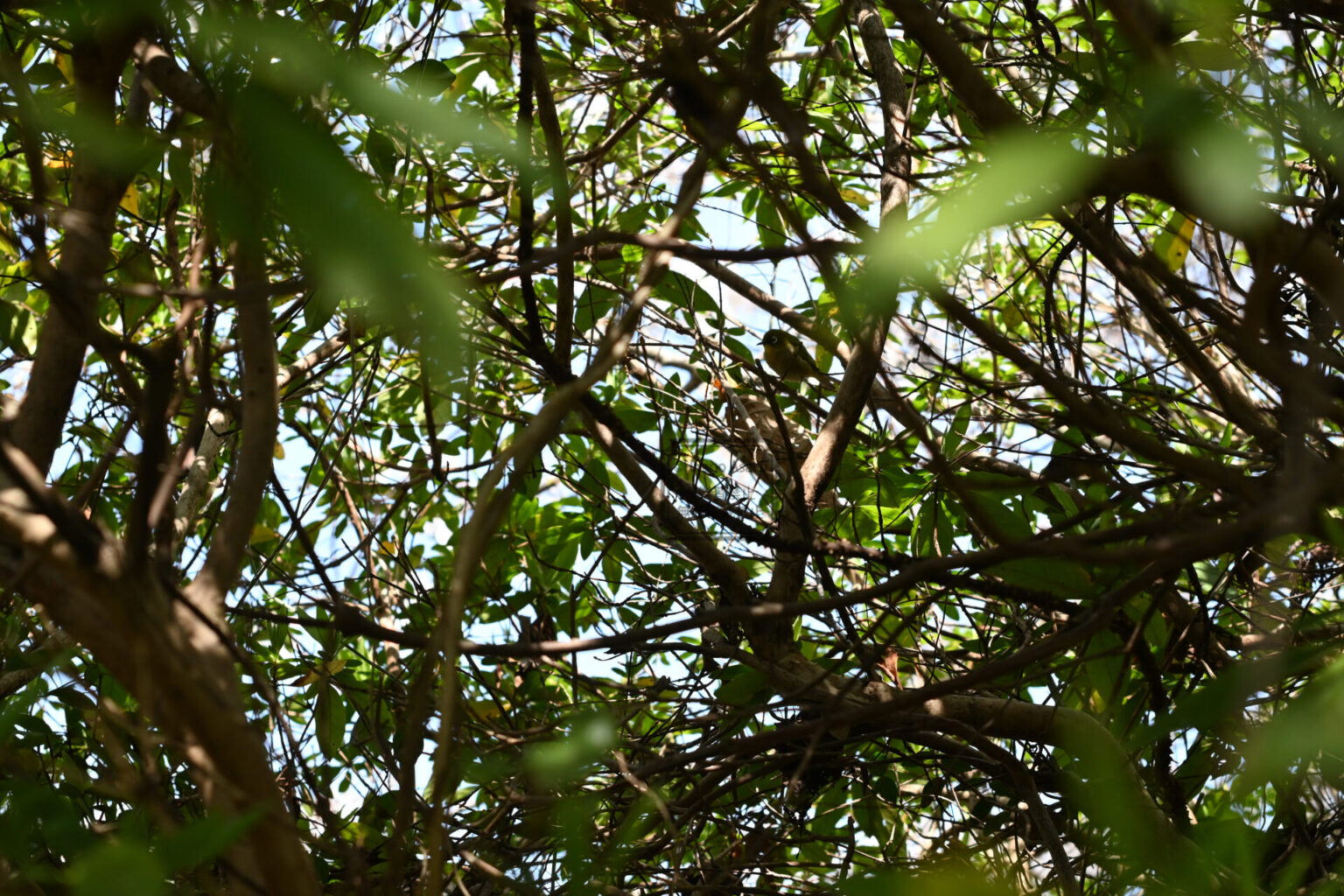 メジロがたくさんいた。すばしっこくてこれが限界。