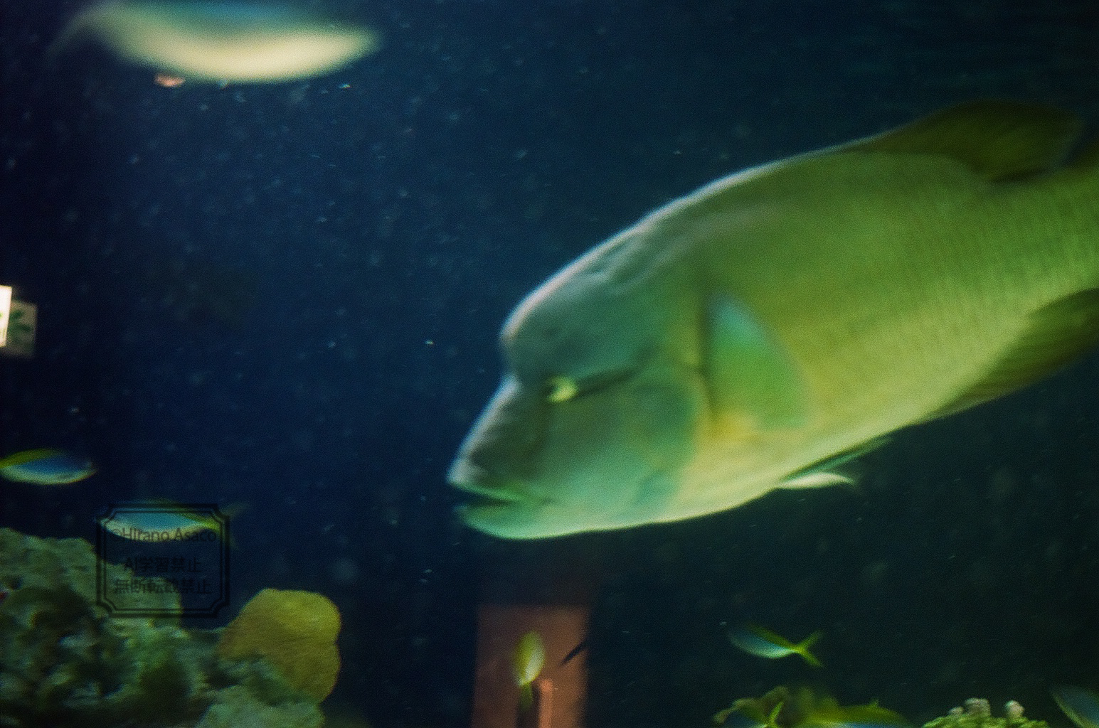 ナポレオンフィッシュ