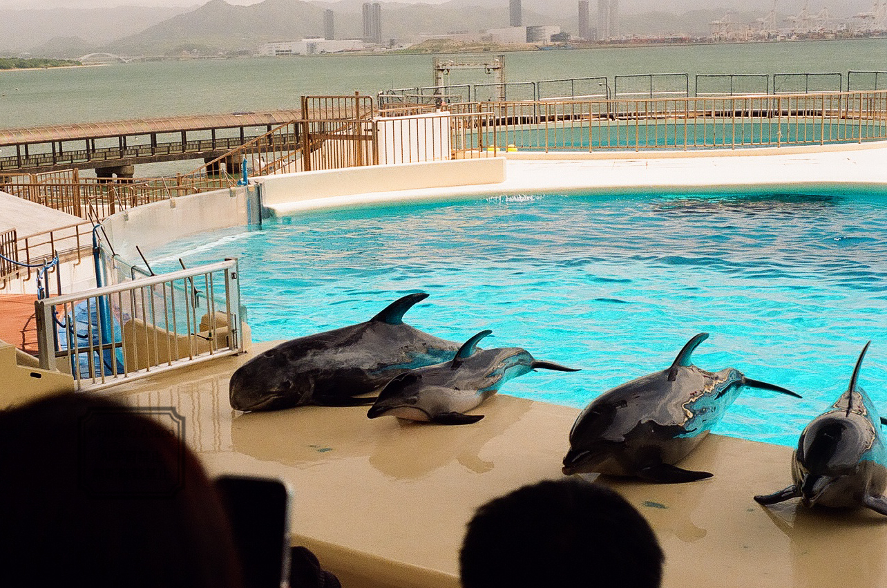 イルカショー全員集合