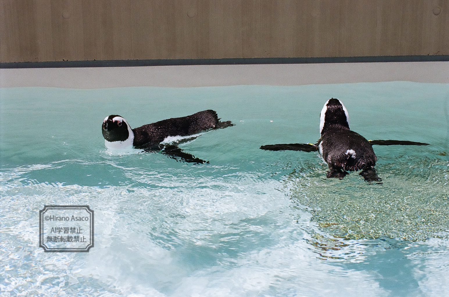 フンボルトペンギンの泳ぎ