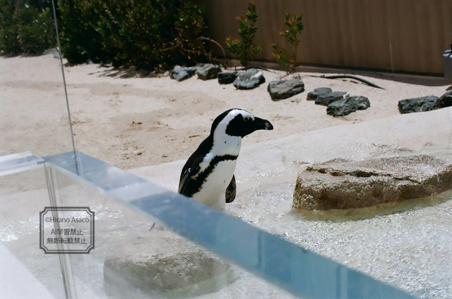 歩くフンボルトペンギン