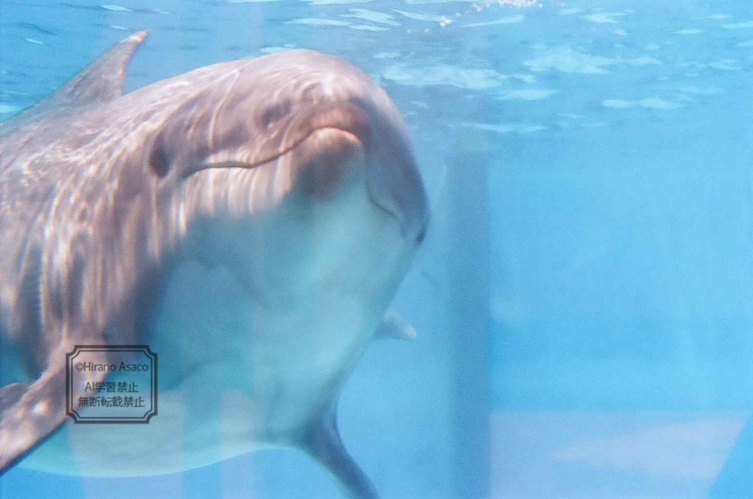 スマイルなバンドウイルカ