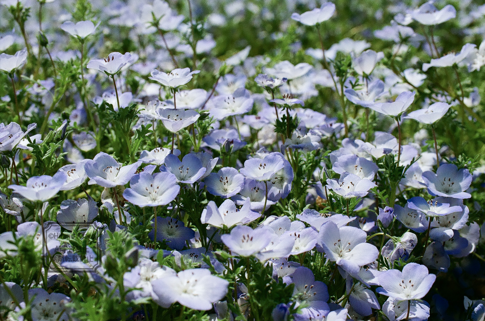 ネモフィラ畑(編集後)