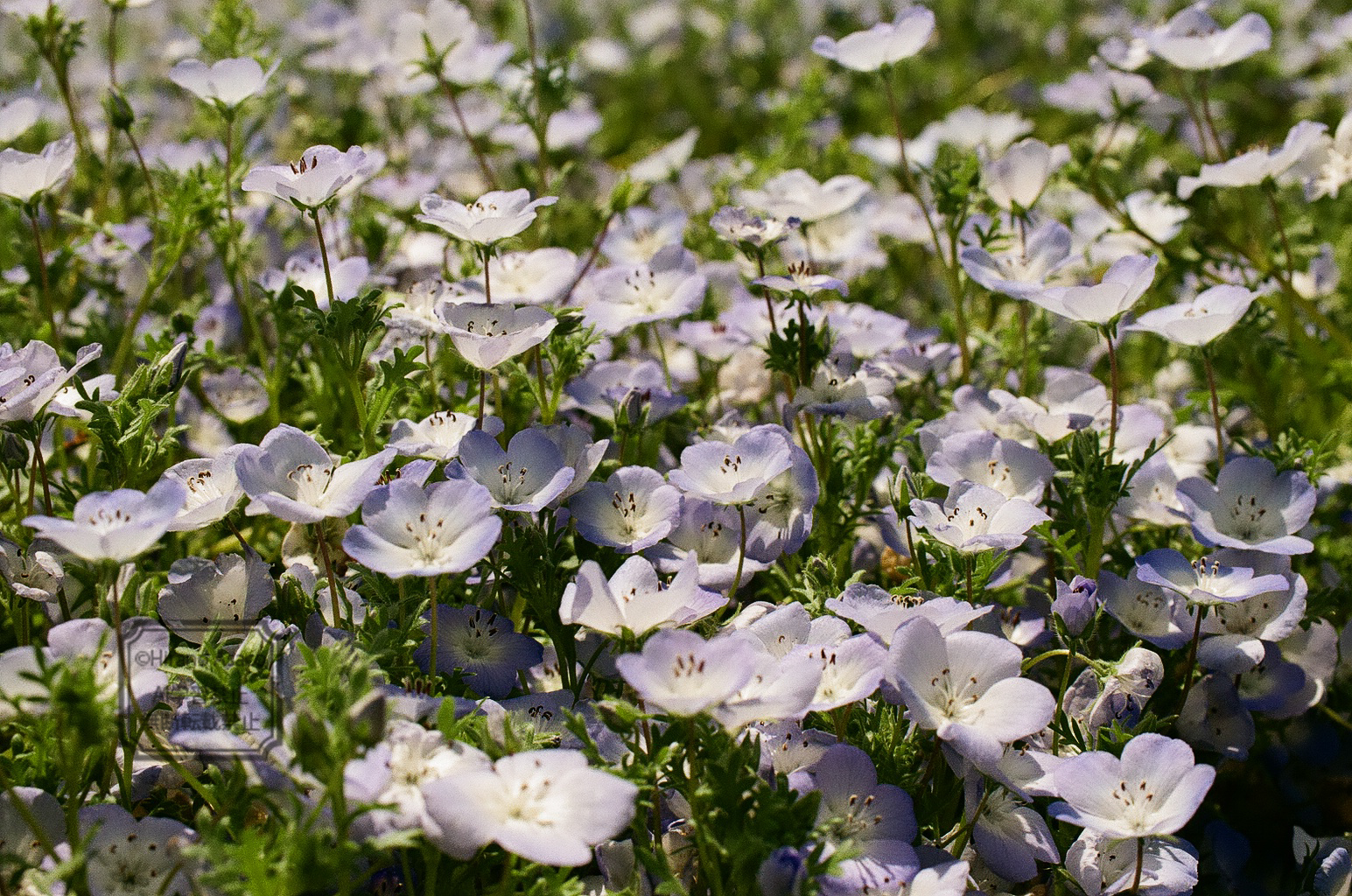 ネモフィラ畑(編集前)