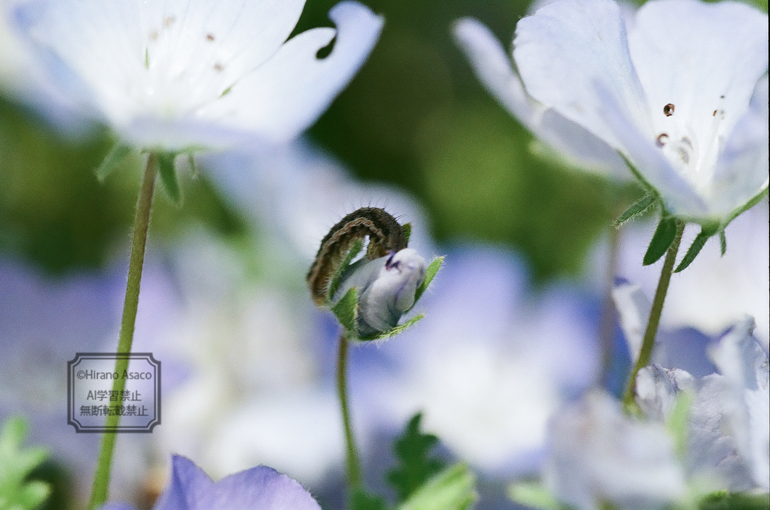 ネモフィラとイモムシ