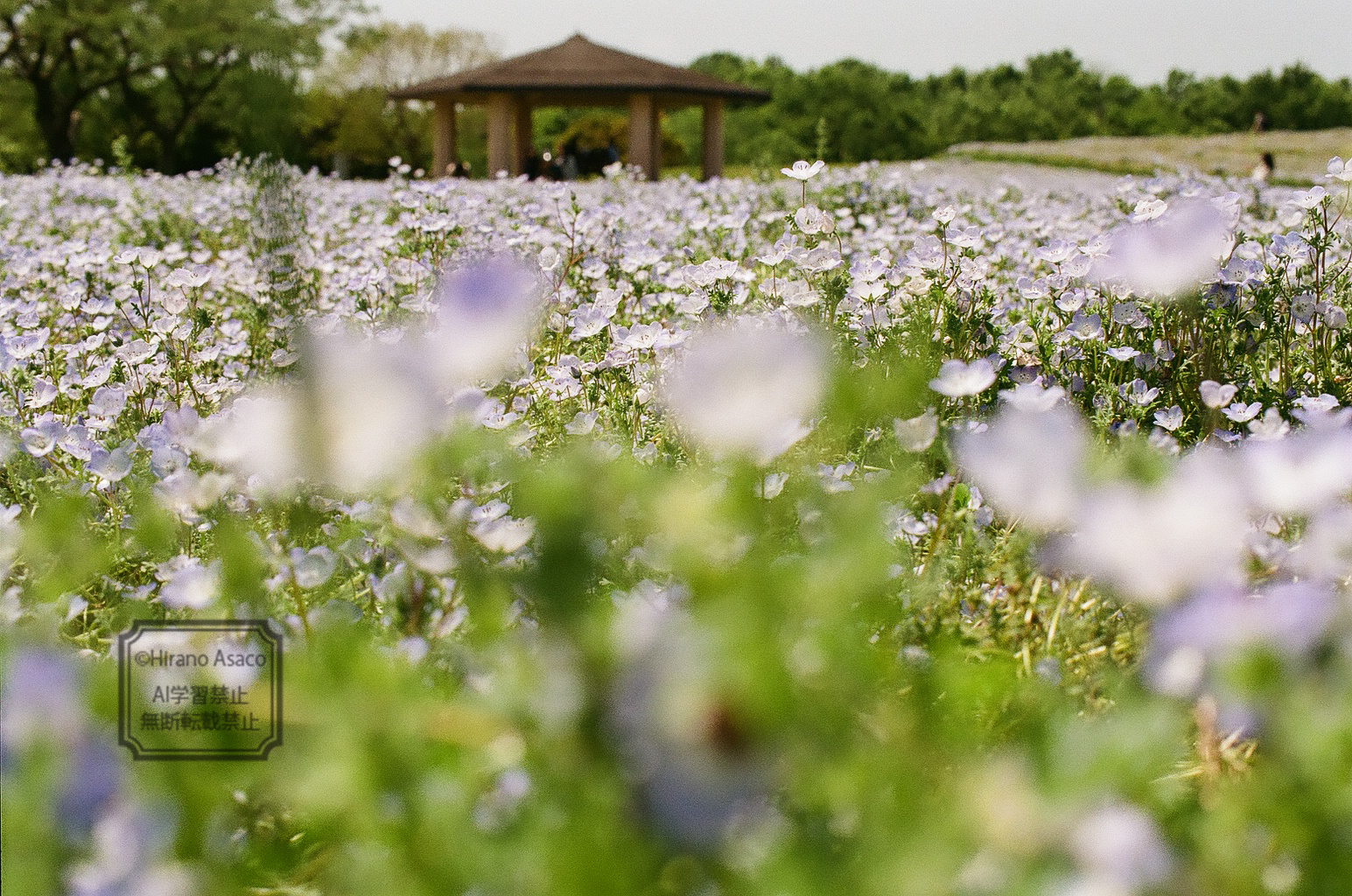 ネモフィラ畑(編集前)