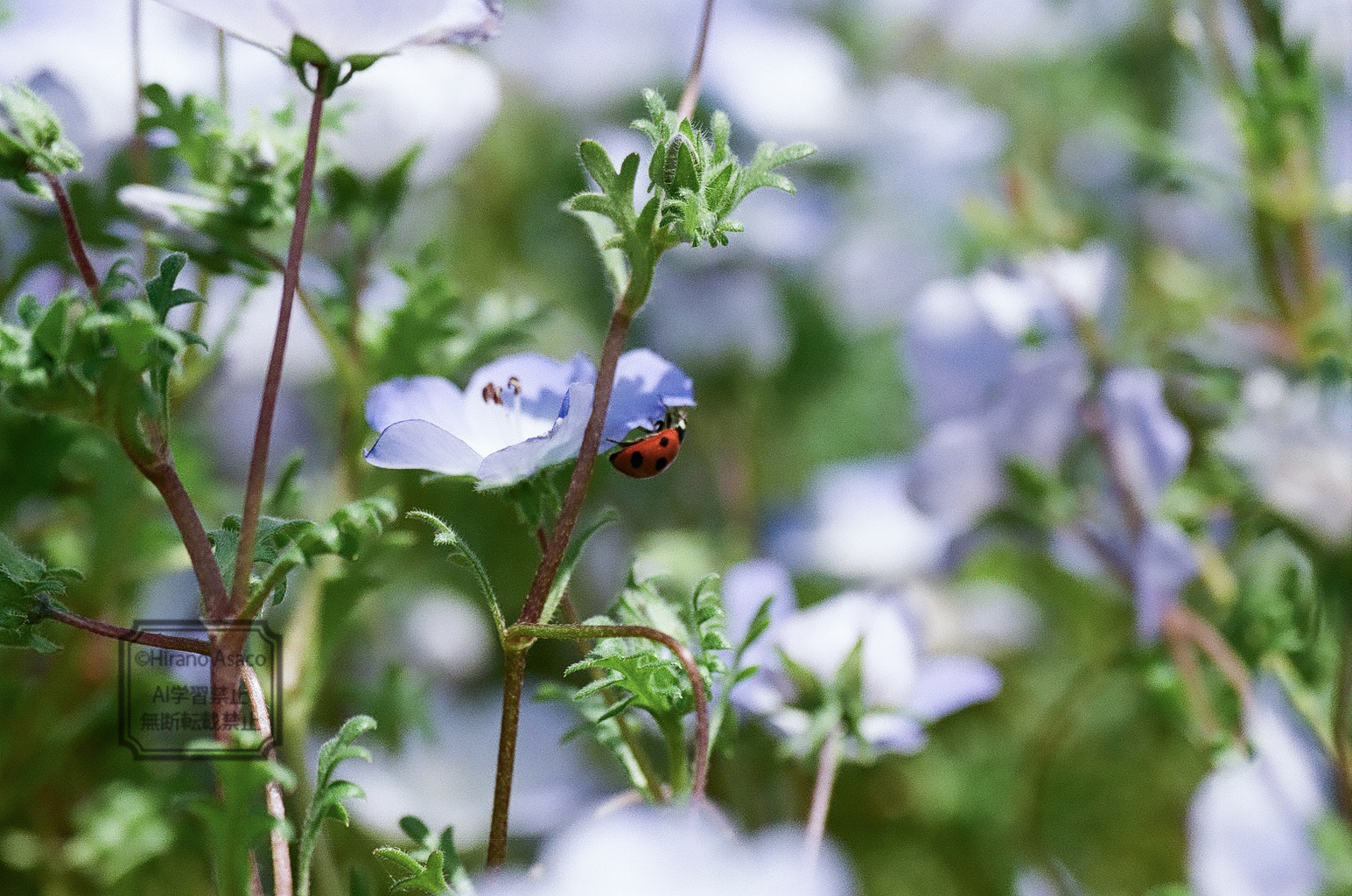 ネモフィラとテントウムシ(編集後)