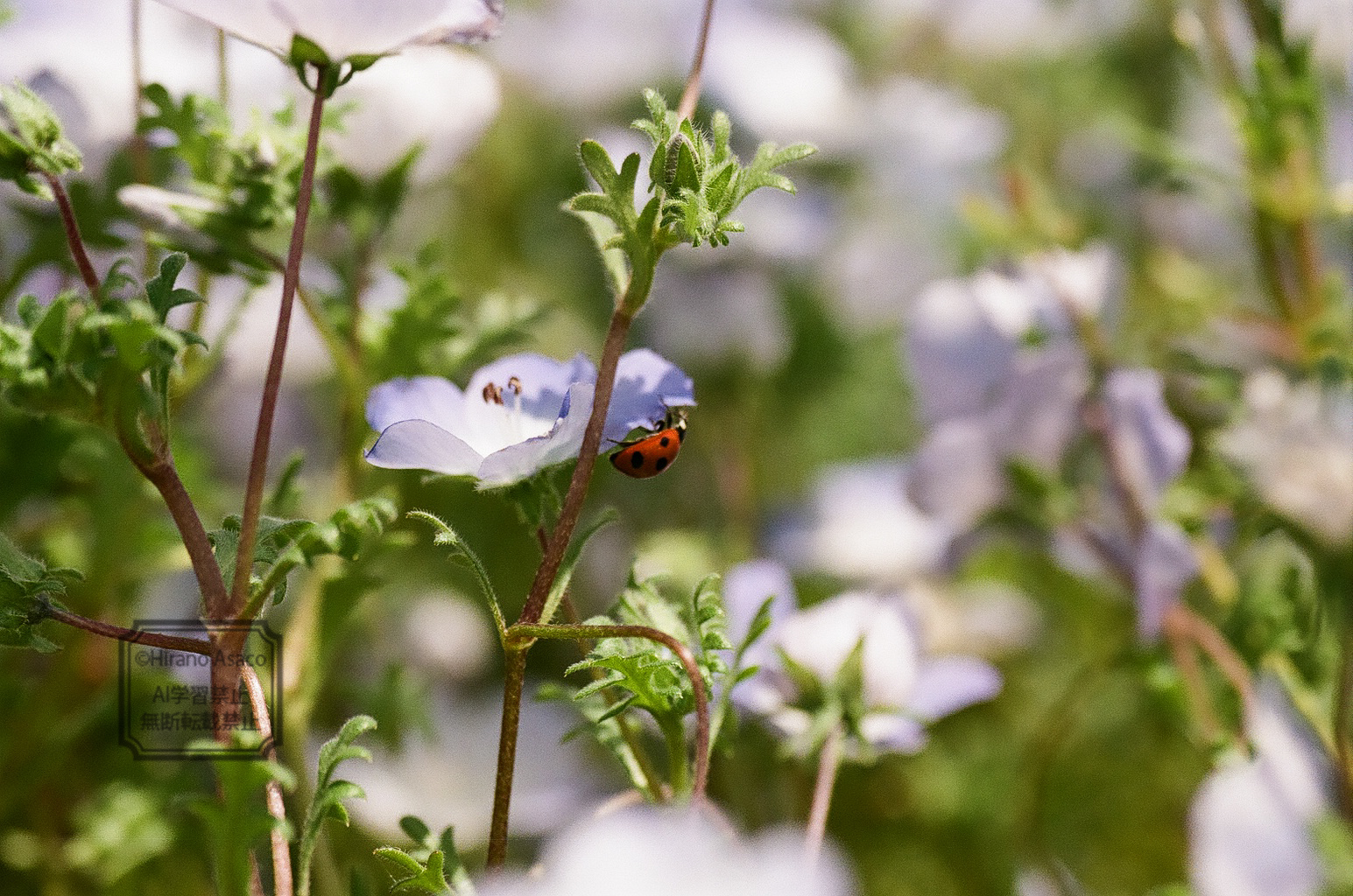 ネモフィラとテントウムシ(編集前)