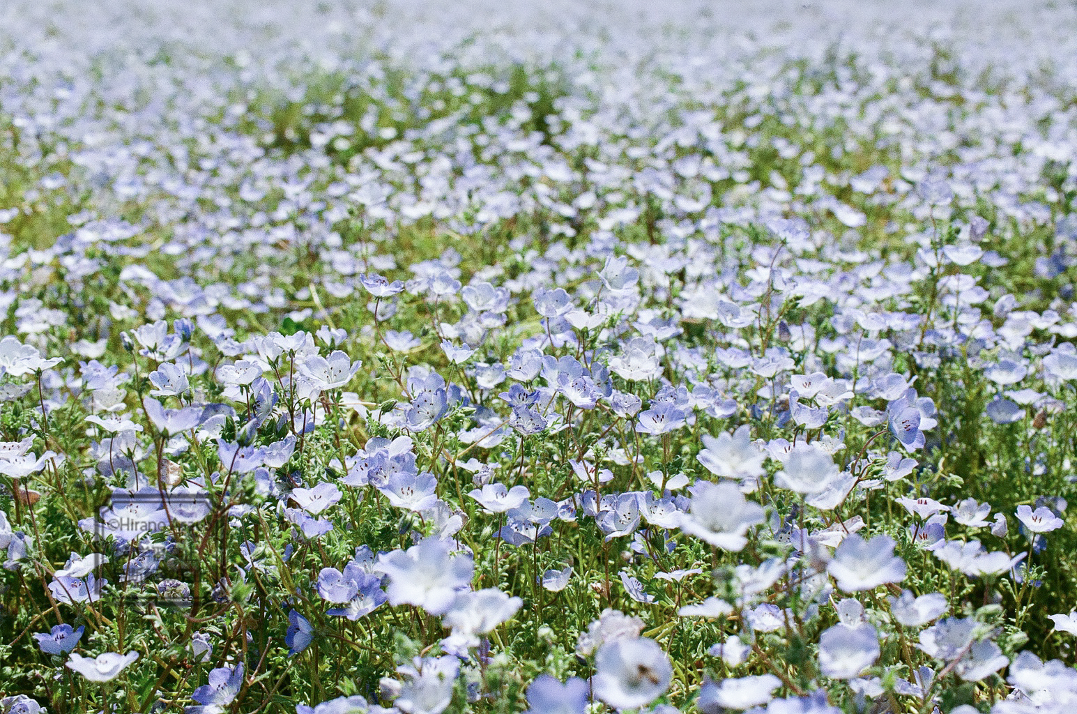ネモフィラ畑(編集後)