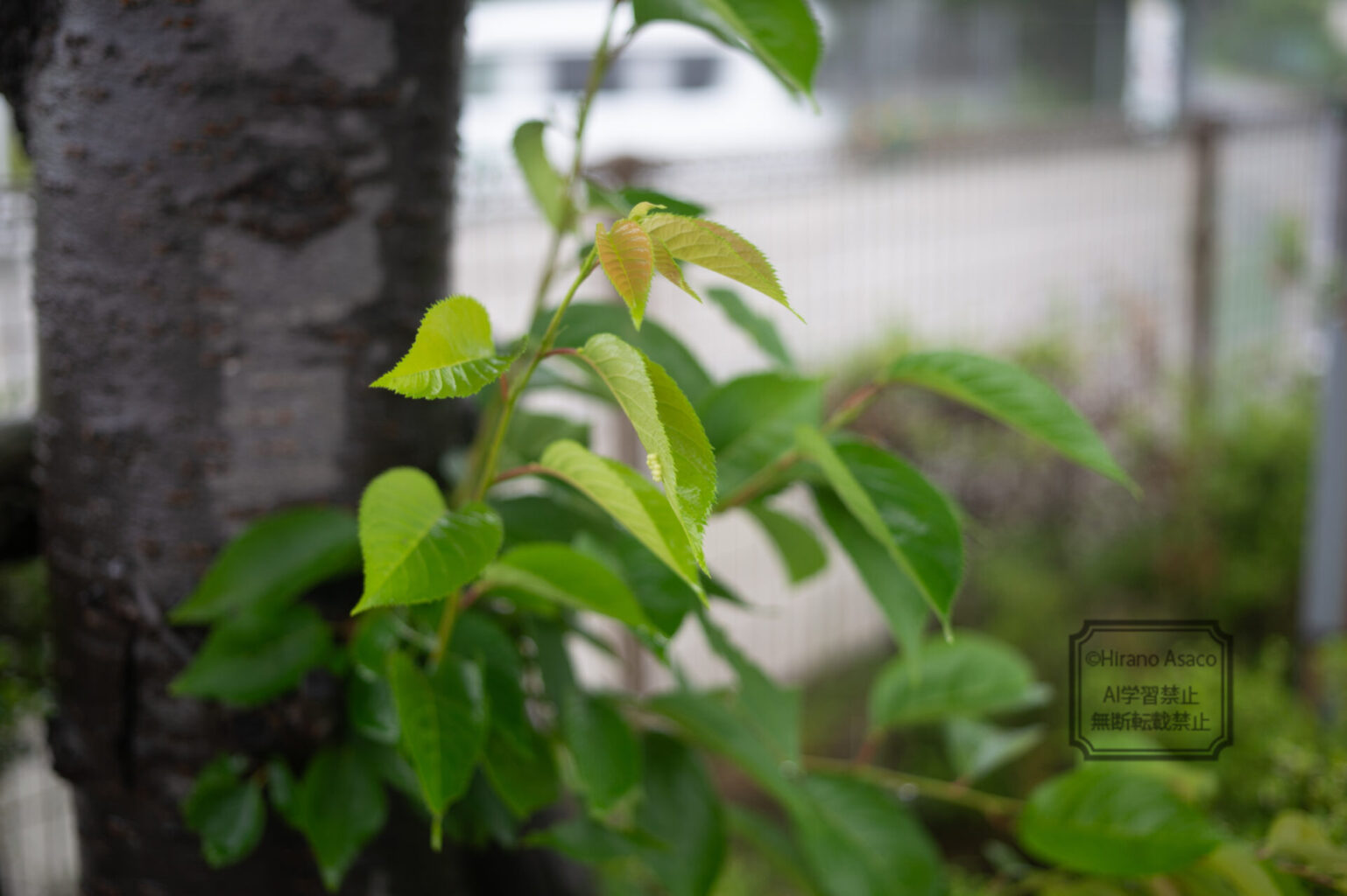 キマダラカメムシの卵