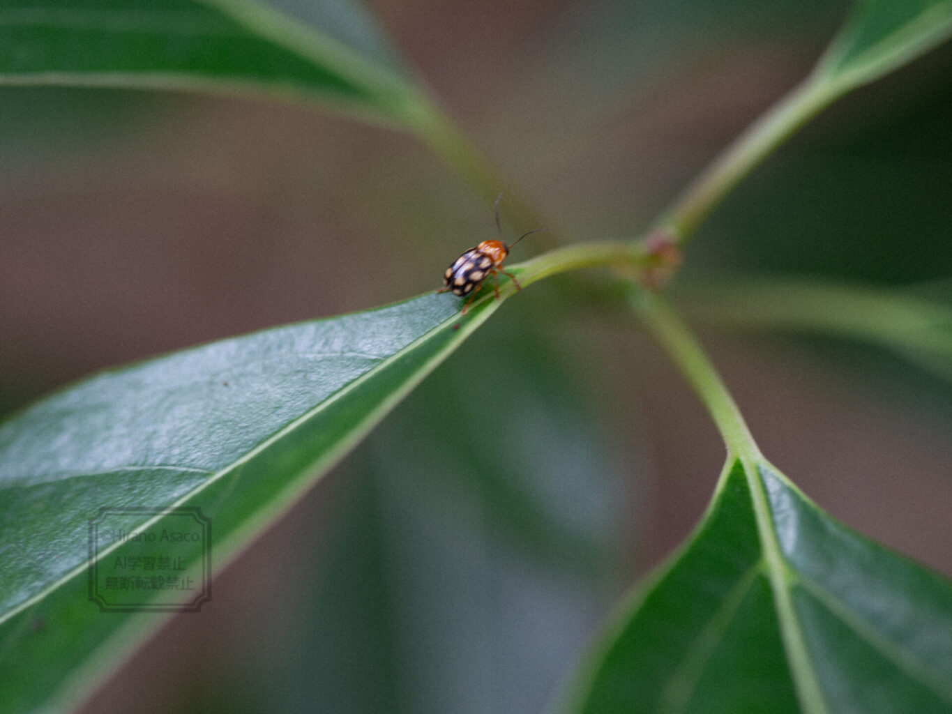 キボシツツハムシ
