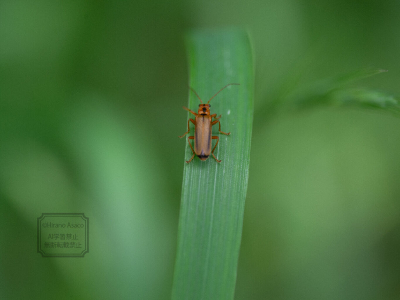 ジョウカイボン？