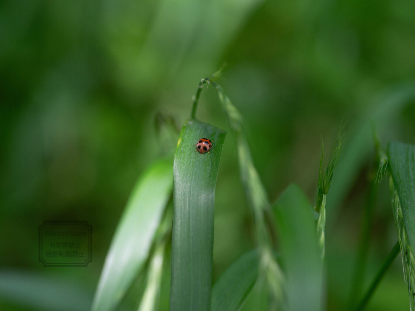 テントウムシの仲間