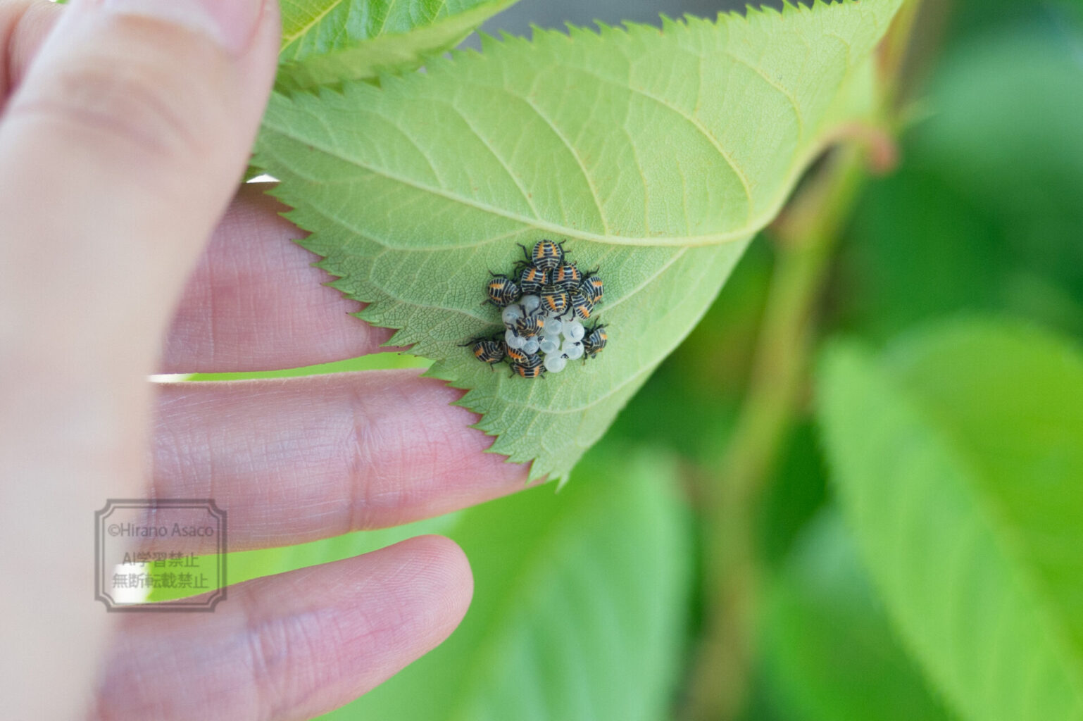 キマダラカメムシの幼虫
