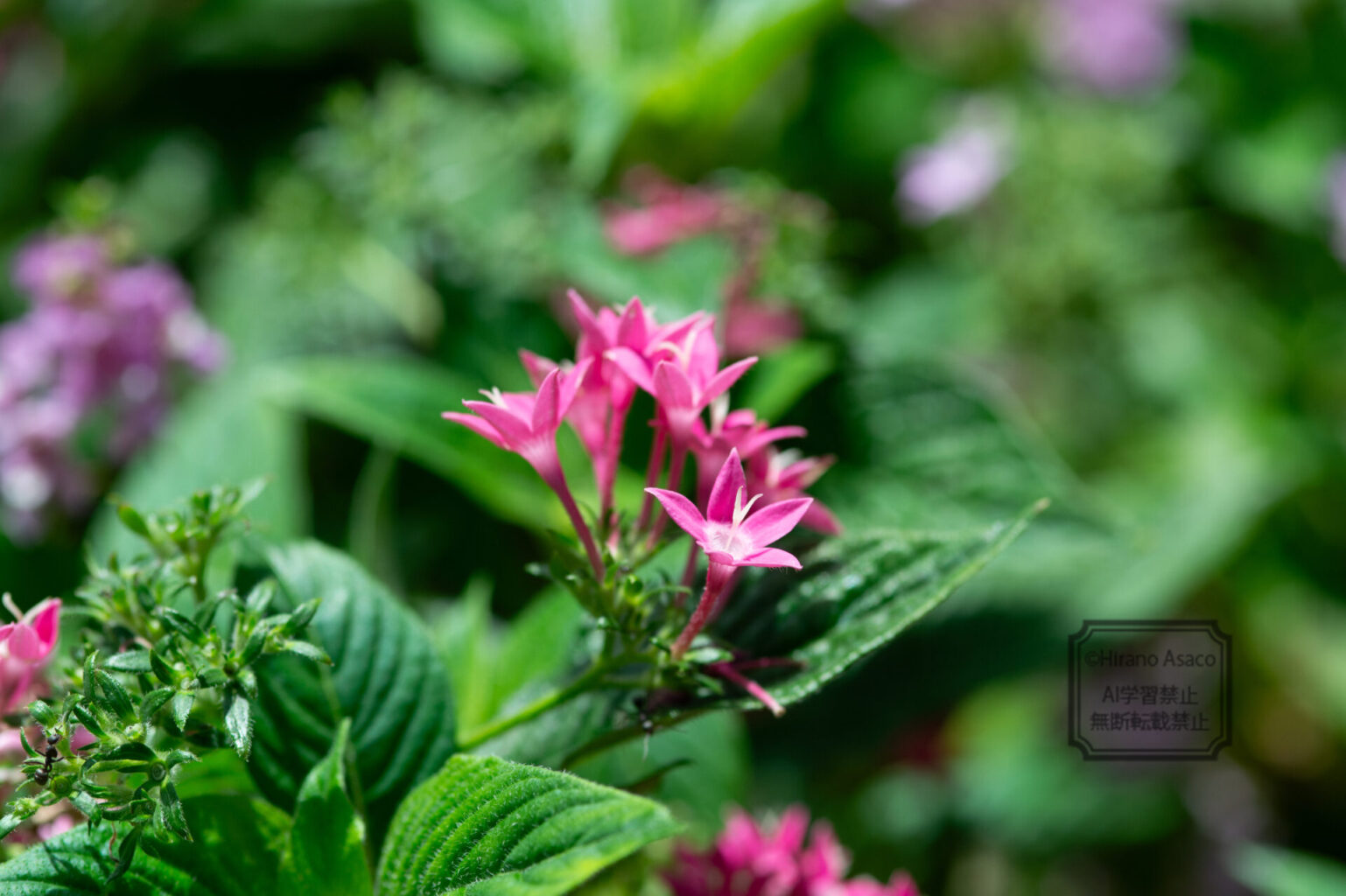 花、名前は不明。