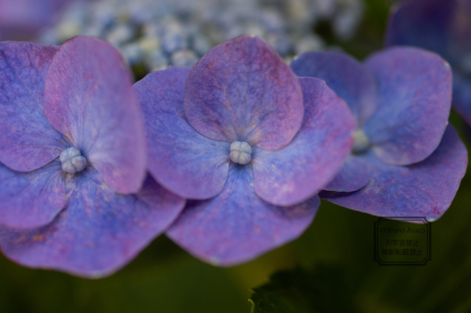 アジサイによって