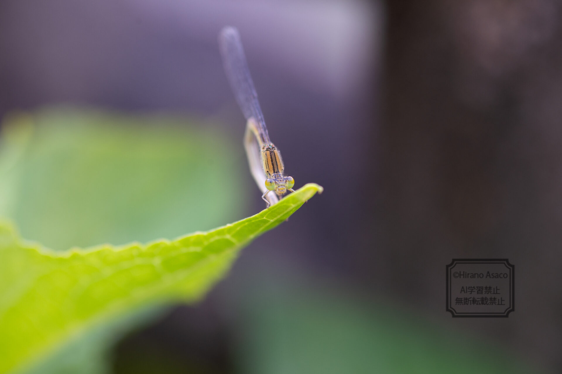 アジアイトトンボのメス