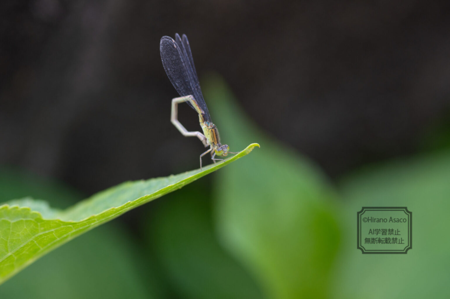 イトトンボ、横から。