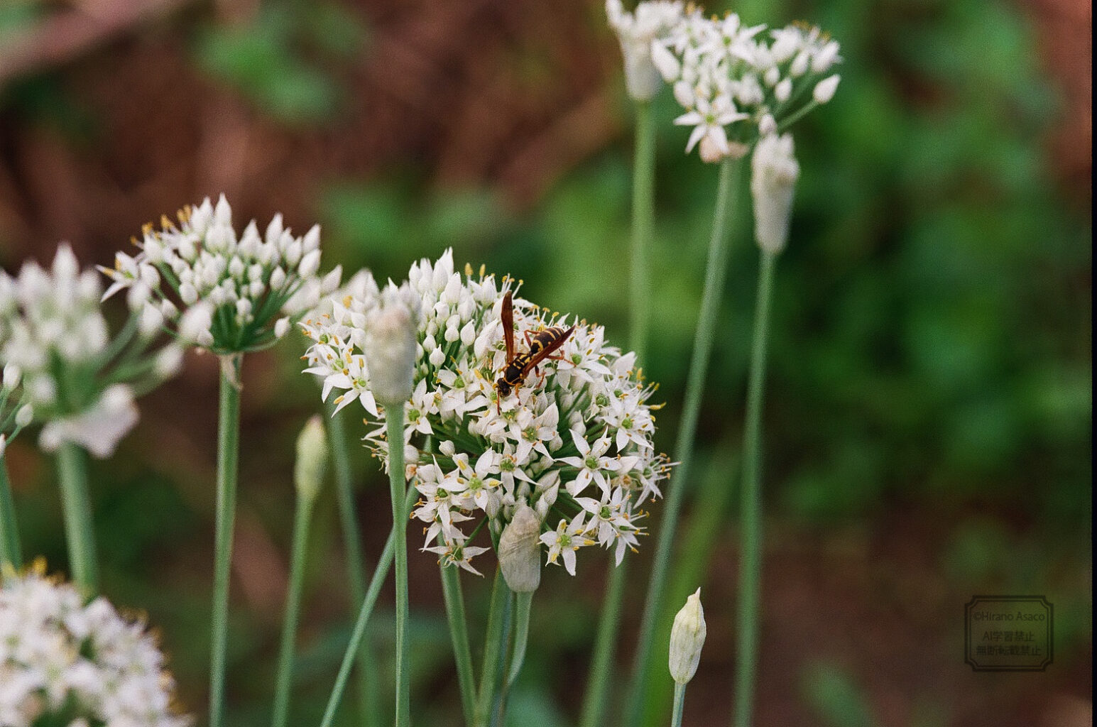 フタモンアシナガバチとニラの花