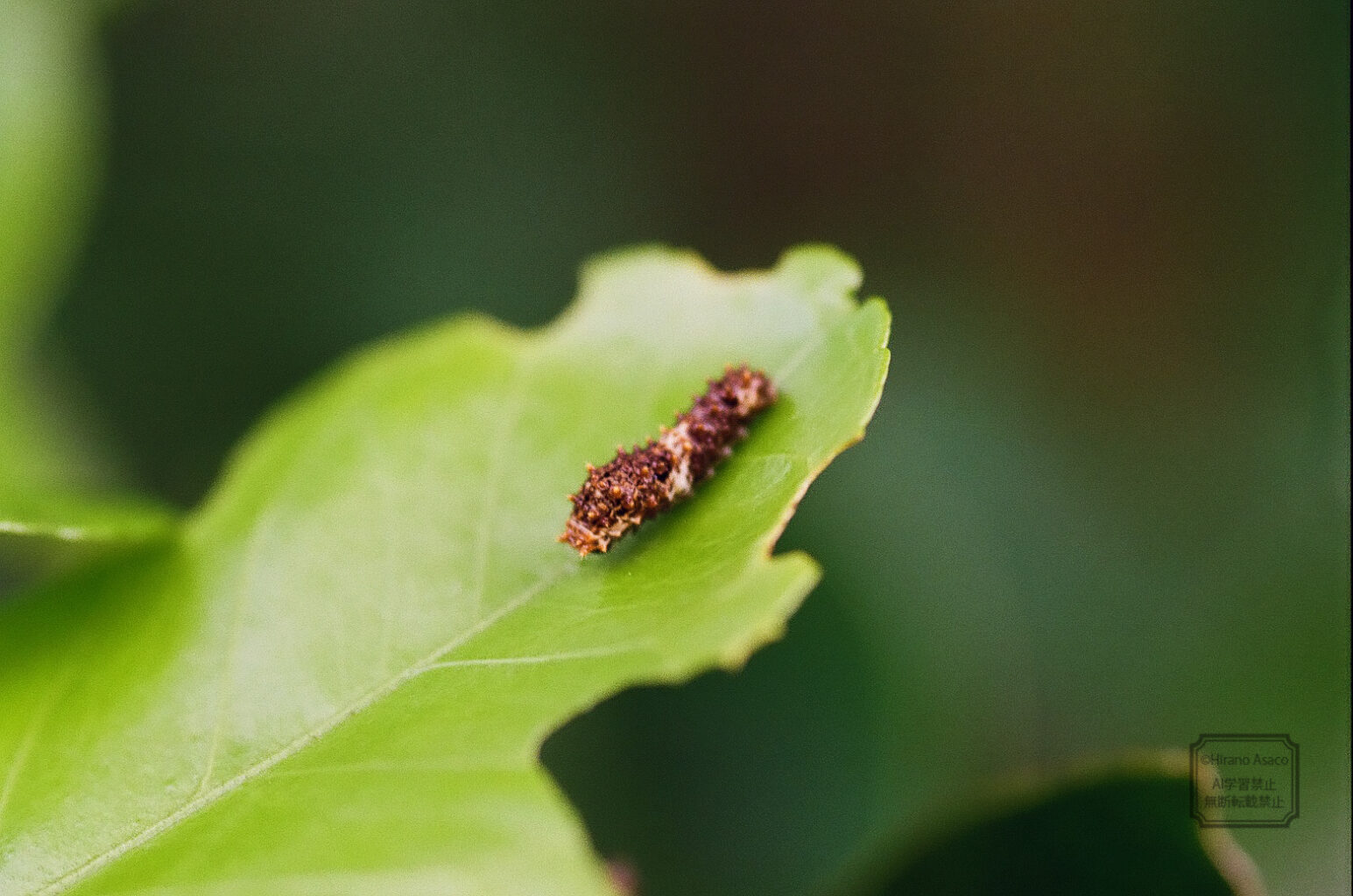 アゲハチョウの幼虫