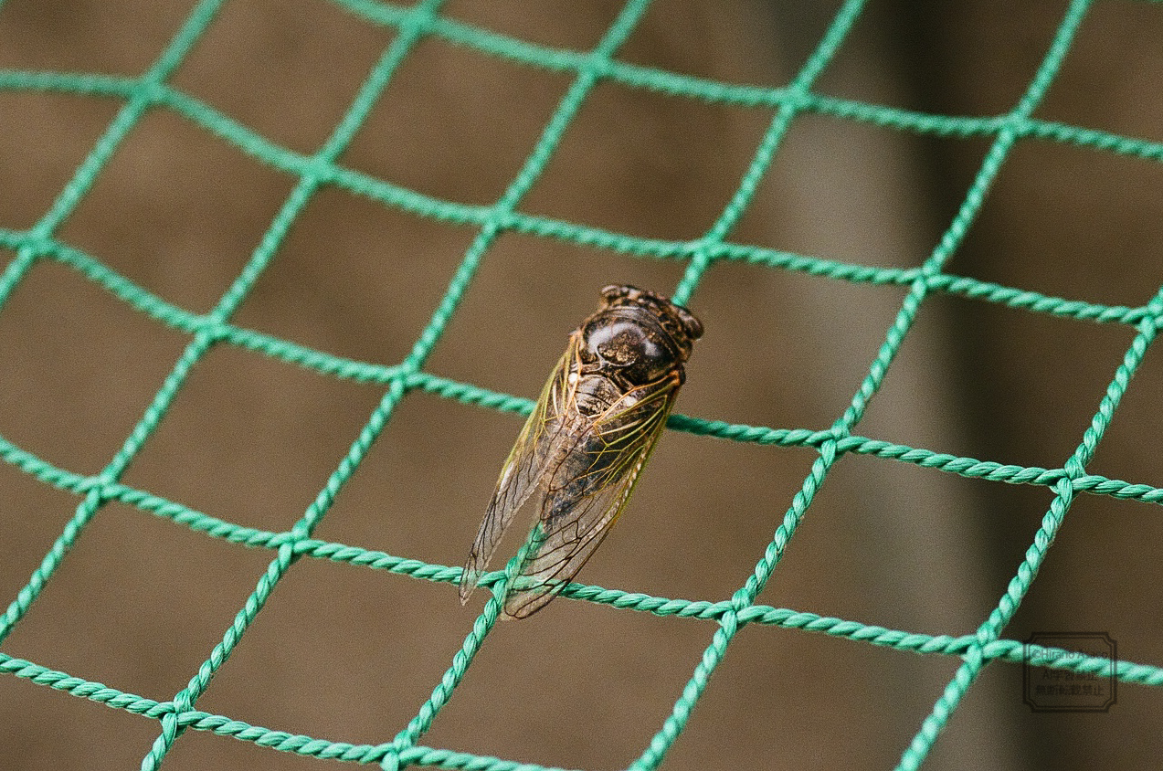 網に止まった、クマゼミ