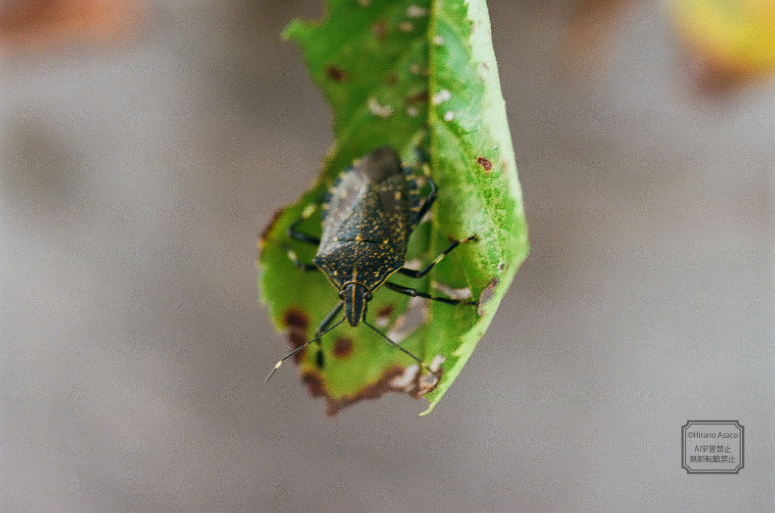 キマダラカメムシ