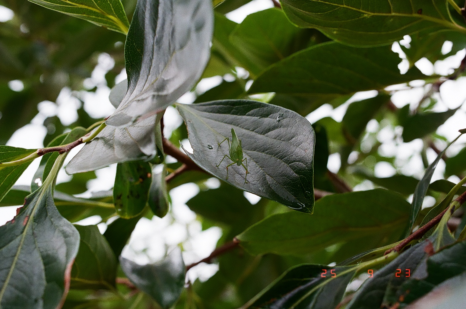 虫がいたんです。ツユムシ系かな?