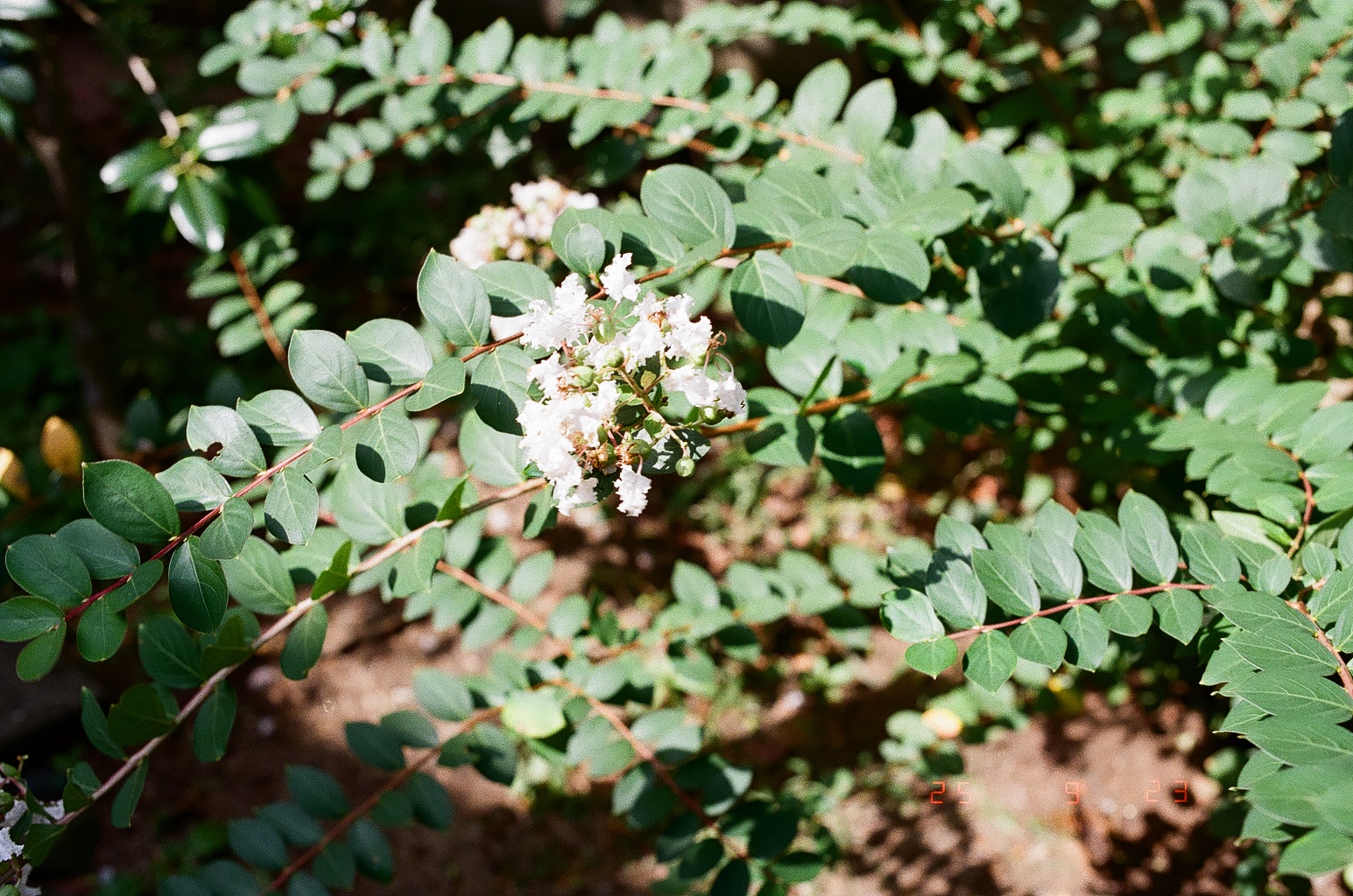 サルスベリ。ちょっと色とび。
